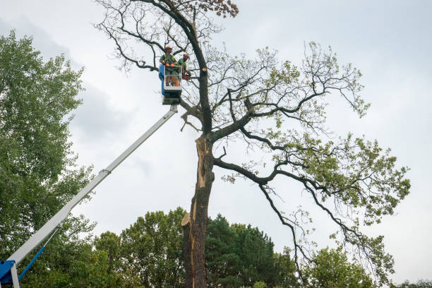 Tree Health Inspection in Kansas City, MO